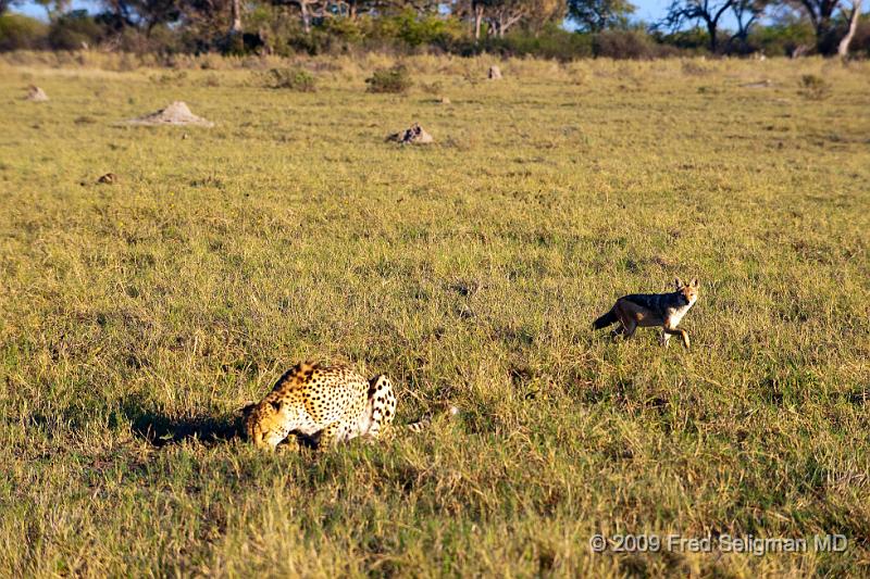 20090618_074441 D3 X1.jpg - Cheetahs live about 12 years